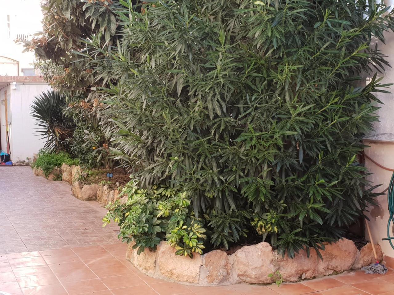 Paguera Apartments Mar Y Sol Παγκουέρα Εξωτερικό φωτογραφία